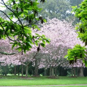 Winter Flowering Cherry Trees For Sale Online View Now