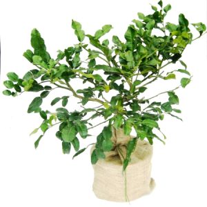 Dwarf Cherry Plant For Sale Choose Your Dwarf Cherry Shrubs Now