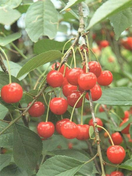 Morello Cherry Trees For Sale Choose Your Morello Cherry Plant
