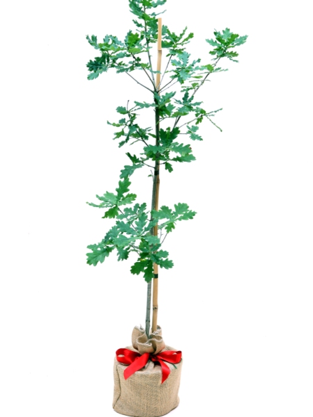 Oak Tree For Sale Online Choose Your Oak Plant Now
