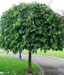 Dwarf Weeping Mulberry Tree For Sale Uk