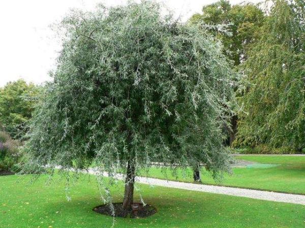 Weeping Silver Pear Trees For Sale Online View Now Weeping Silver Pear Trees For Sale Online View Now