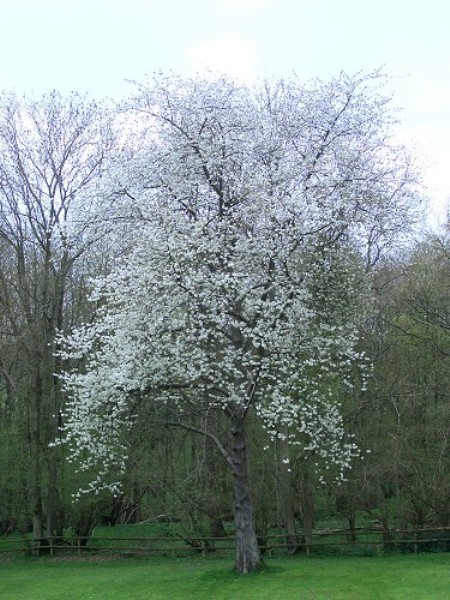 Wild Cherry Trees For Sale Online Choose Your Wild Cherry Plant