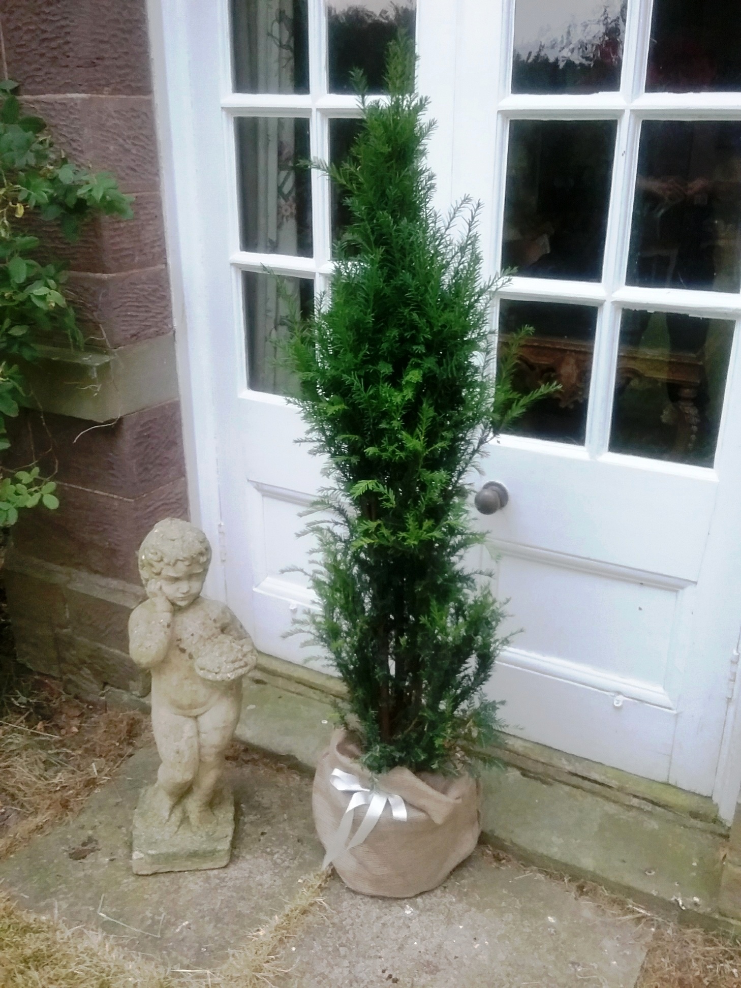 Yew Trees for Sale Online Choose your Yew Plant Now