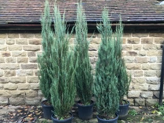 juniper s blue arrow juniper s blue arrow